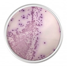 AGAR CROMOGÊNICO SALMONELLA. FRASCO 500 G | Kasvi K25-1122